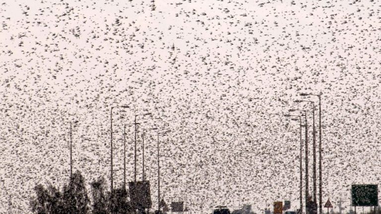 400 milyara yakın çekirge Kuzey, Güney ve Rojava Kürdistan’ına gelebilir