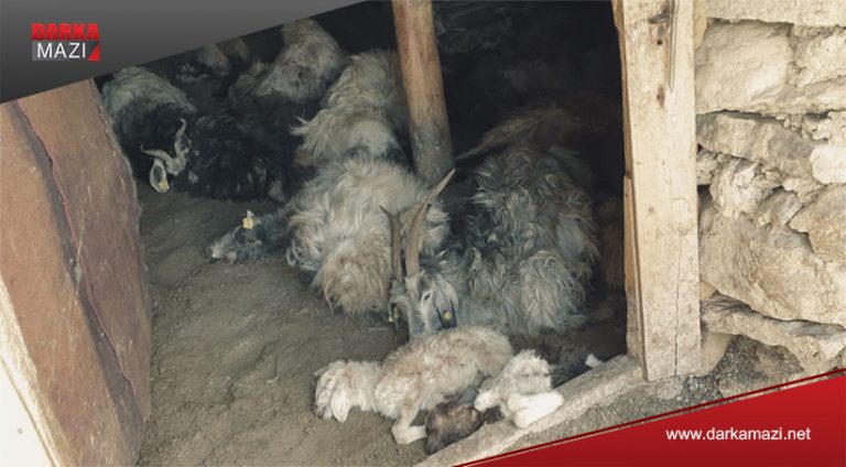 Ayı Hakkari’de 50 küçük baş hayvanı telef etti