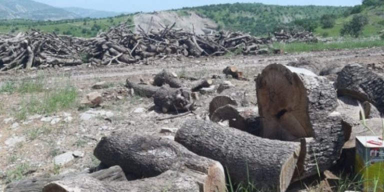 Cudi Dağında orman katliamı