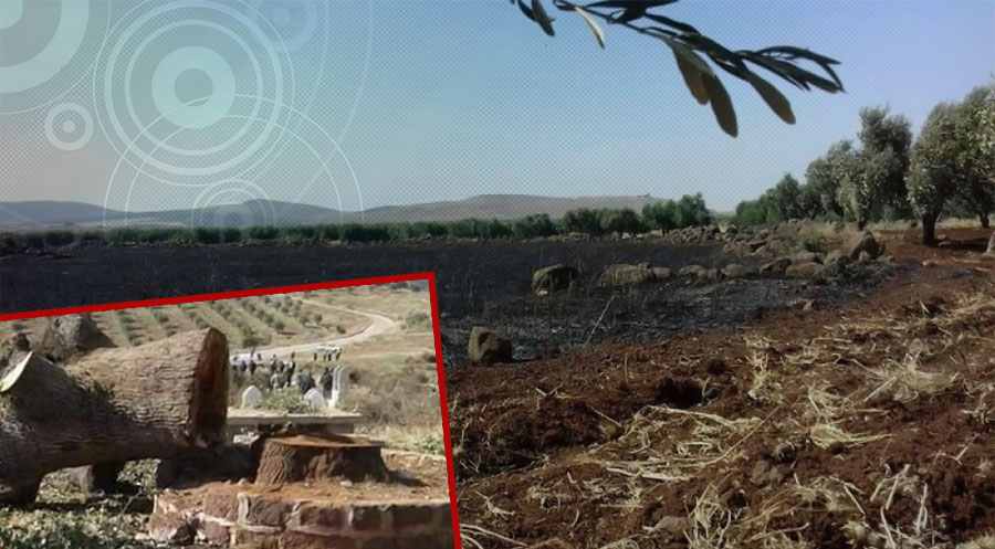 Efrin’de 150 yıllık zeytin ağaçları kesip yakacak olarak satıyor