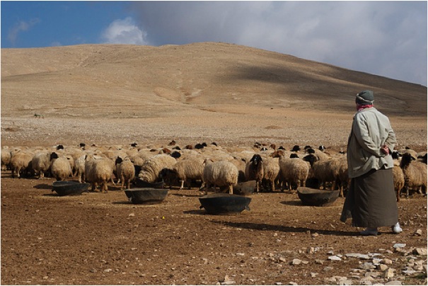 Rojavalı çiftçiler: Ekinler bir karıştan fazla büyüyemedi, arazilerimiz bir çöle dönüştü