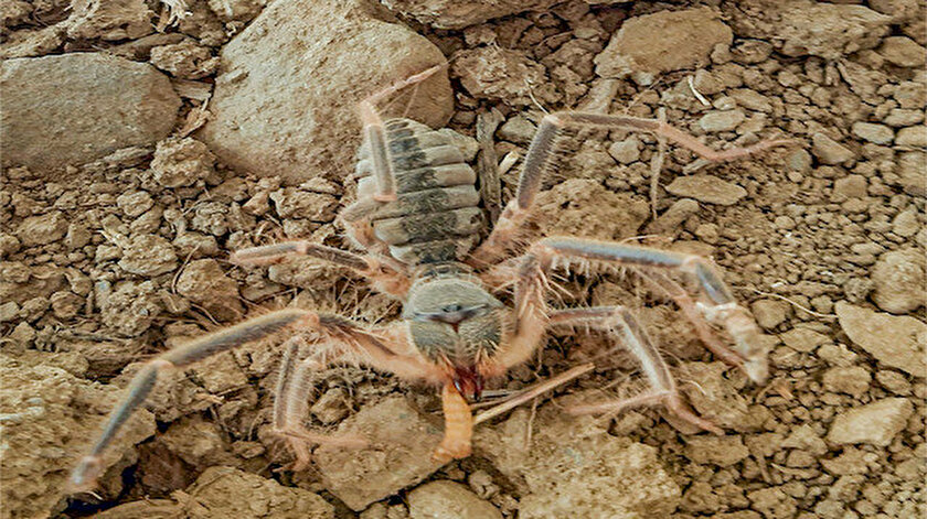 Hakkari'de yeni bir böcek keşfedildi: Galeodes Hakkariensis