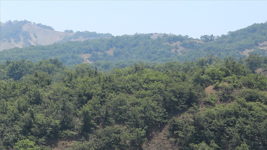 Bingöl'de güvenlik gerekçesi ile orman katliamı
