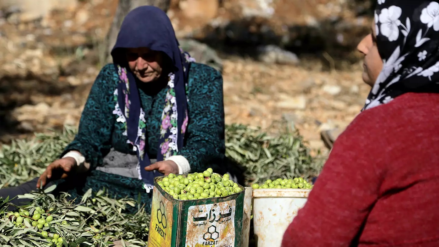 Efrin'deki HTŞ ve SMO'nun "zeytin zulmü"