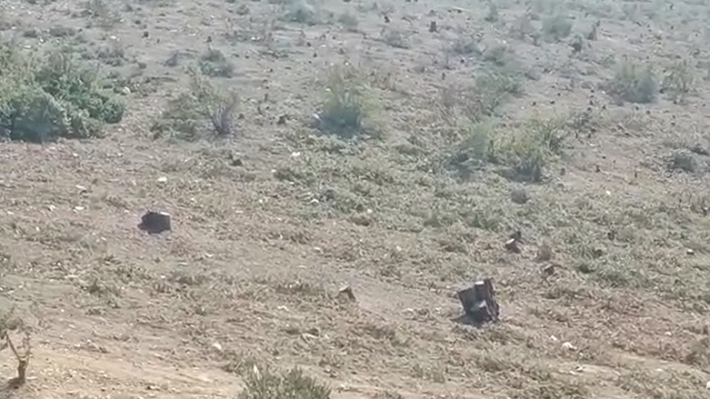 Türkiye'ye bağlı çeteler Efrin'i talan etmeye devam ediyor: Bir ormandaki ağaçlar tümden kesildi