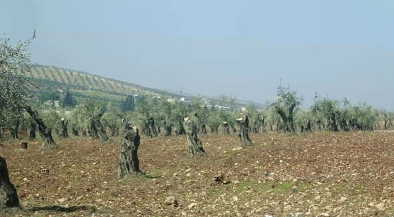 Efrin'de zeytin kıyımı devam ediyor: Tilif köyünde 40 ağaç kesildi