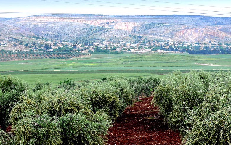 Efrin'de zulüm devam ediyor: Ezidi Kürtlerin zeytin bağçeleri yağmalandı