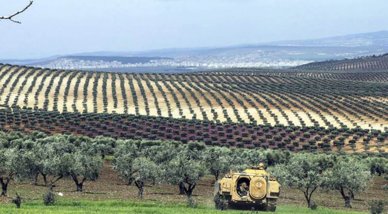 Efrin: Gazze’ye yardım gerekçesi ile3870 zeytin ağacına el kondu