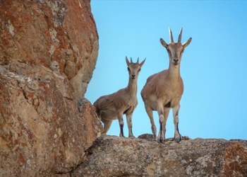 Silopi-Uludere: Korucular 36 dağ keçisini öldürdü